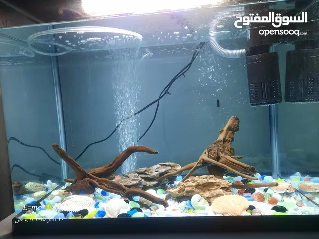 حوض أسماك مستعمل