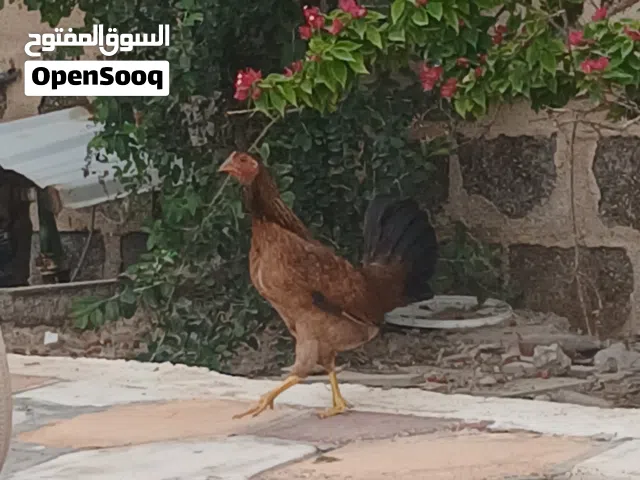 ديج + دجاج شمسي للبيع كويتي