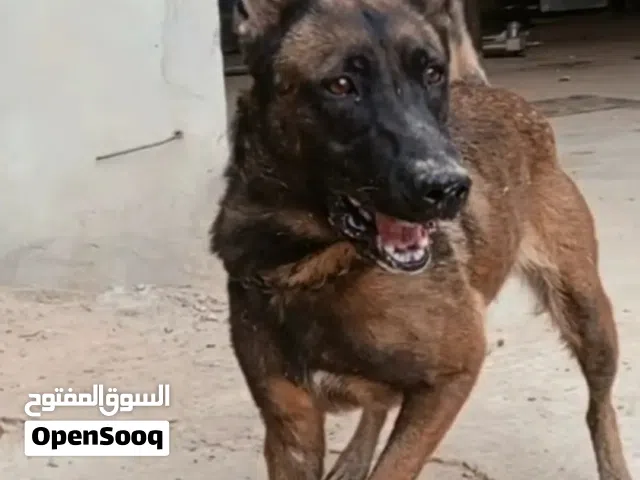 انتاية مالينوا بلجيكي