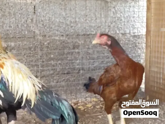 للبيع دجاج بكستانيات ب الجمله