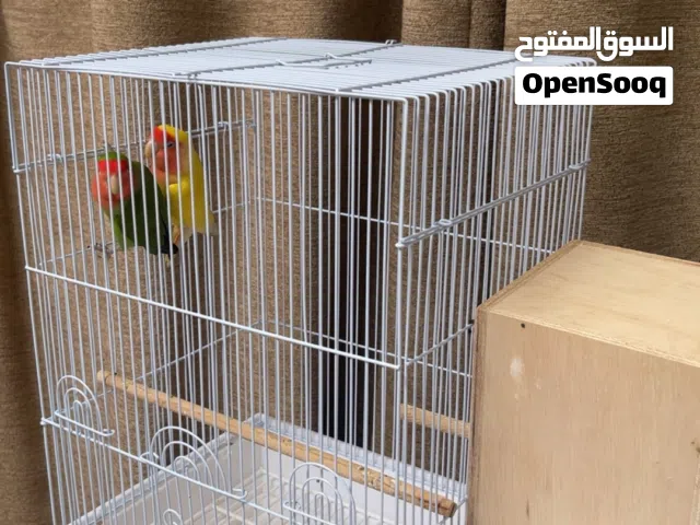 طيور نوع روز للبيع