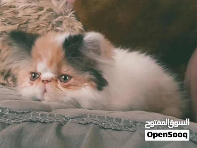 ملكة البرشن كاليكو كلاسيك فان زورار قمة في الجمال والنظافة