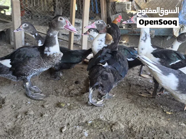 بط مصري جاهزاللنتاج سعر حبه 3 ريال