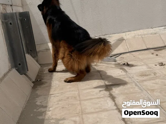 جيرمن للزواج فقط