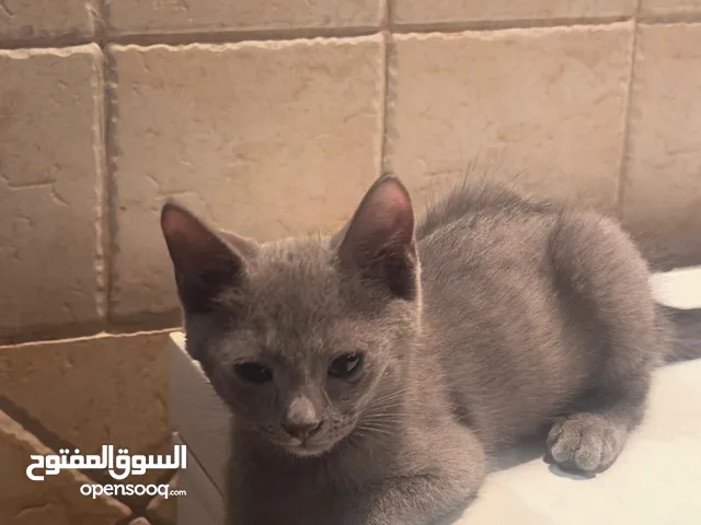 قط روسي جميل
