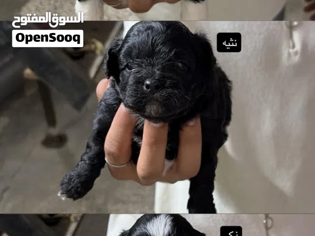 كلاب شينزو
