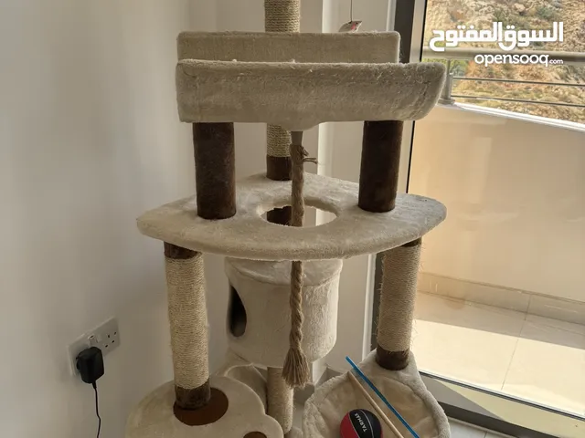 Cat Playing Towers