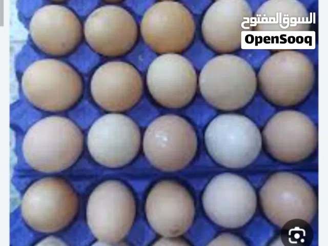 مطلوب بيض عرب