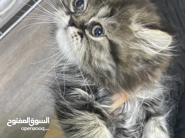 قطط كيتن للبيع
