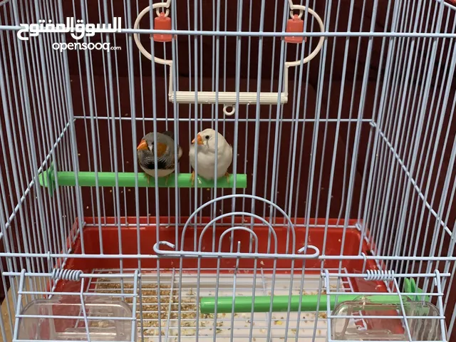 للبيع زوج زيبرا