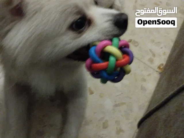 كلب للتبني