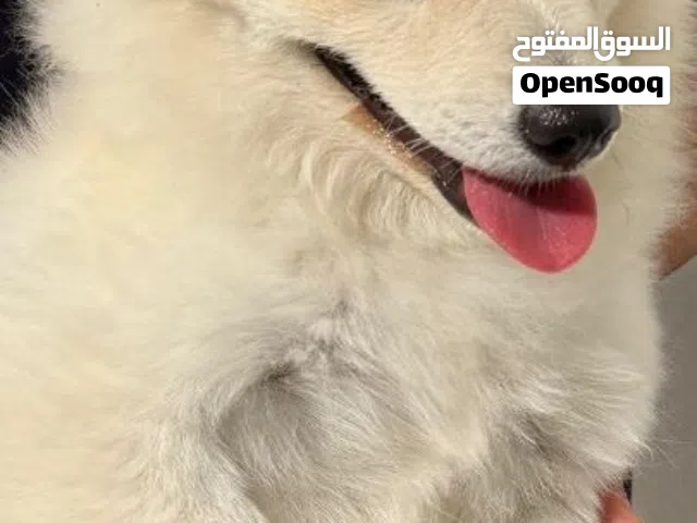 كلب تشيواوا