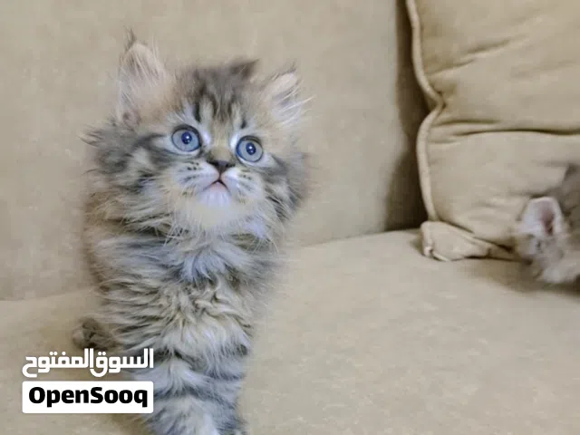 قطط شيرازيه مميزة بسعر مغري