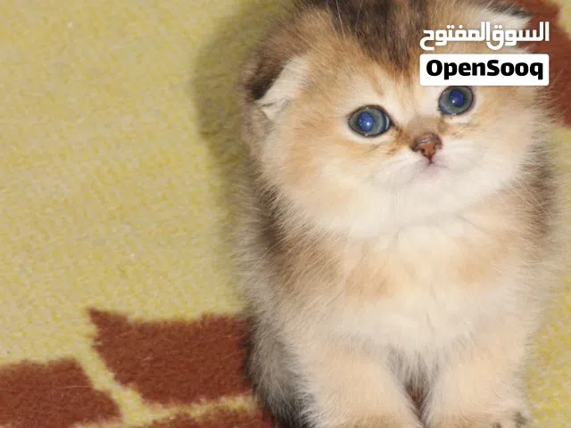 قطه انثى عمر 50 يوم متعوده على التر بوكس  وتاكل دراي فود ويت لجادين فقط وبدي عيله تاخدها
