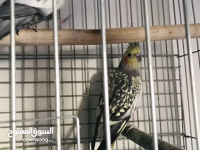 جوز كوكتيل شغال ميا بلميها بسعر مغري