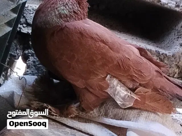 طير بحمر .