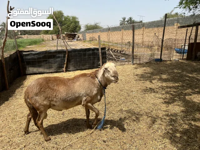 كبش سوداني
