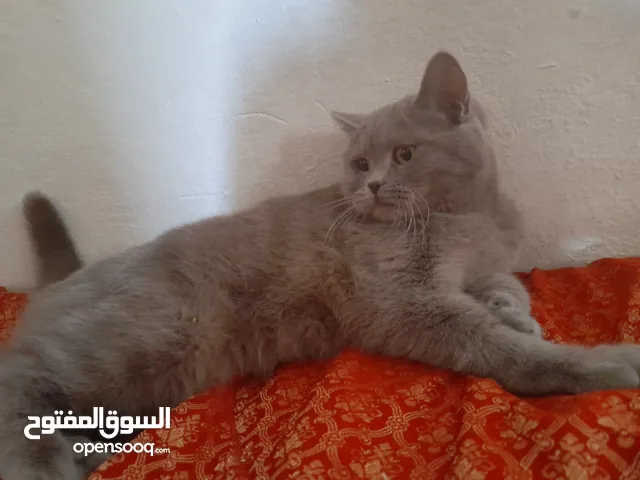 قطه نوع بريتش ماخذه جميع مطاعميها عمرها 11 شهر