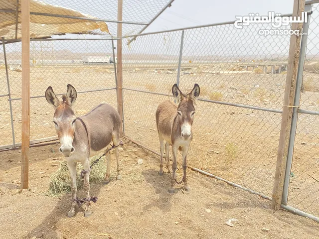 للبيع حماره هيه وبتها