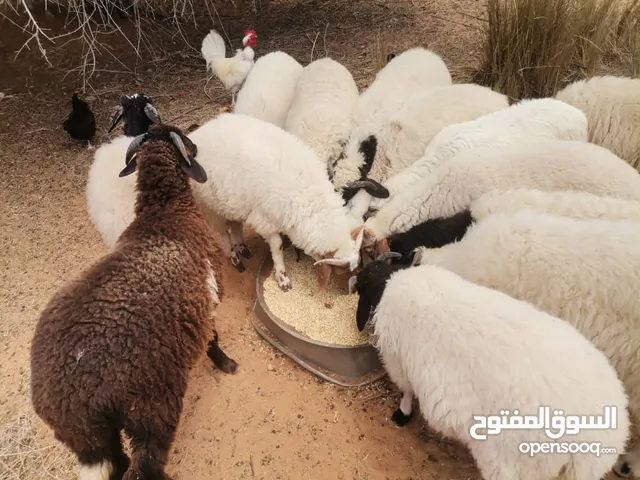 اغنام للبيع