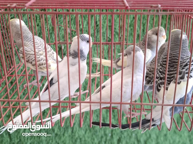 طيور حب شكري برصاصي إناث فقط