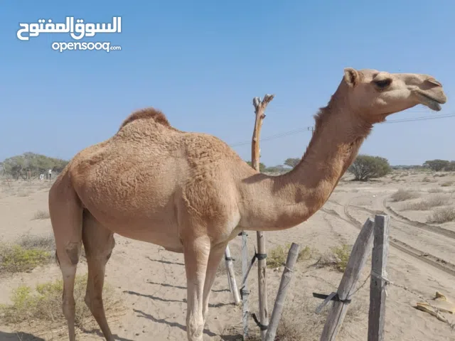 البيع بكره باطنيه   لاب.  ود عرجه بعير ياسر العلوي  لام.  خربيش بنت ود خربيش بعير المنعات