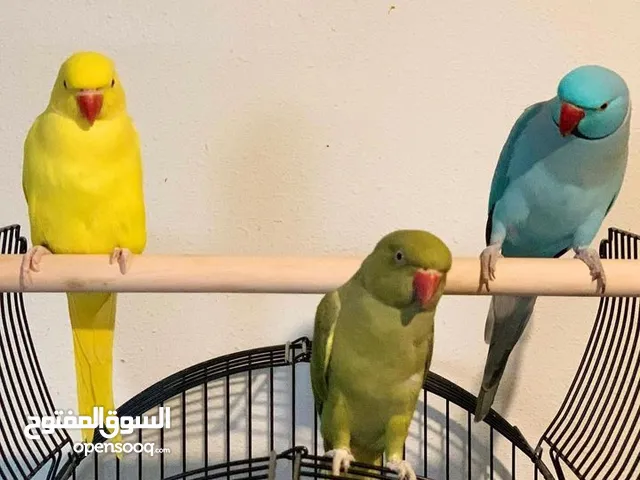 Indian Ringneck Parakeets Available