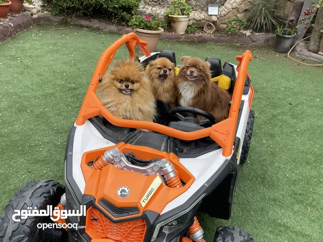 Female Pomeranians