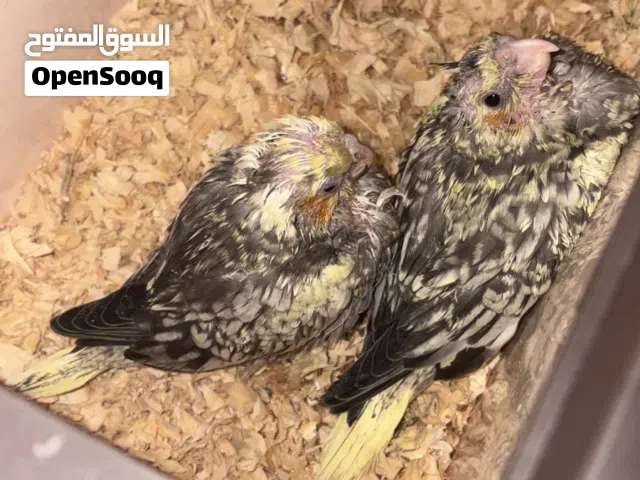 عصفور كوكتيل عمره ثلاث اسابيع