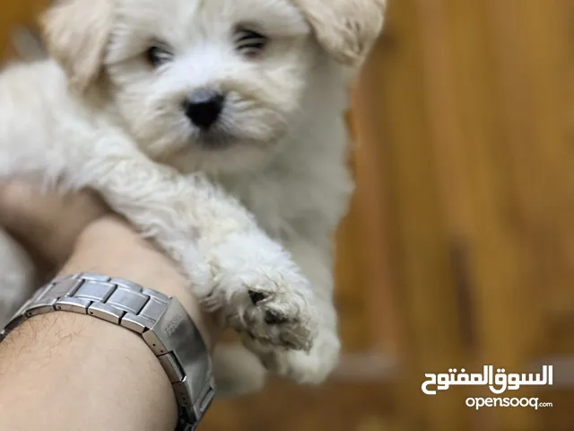 Havanese puppy vaccination