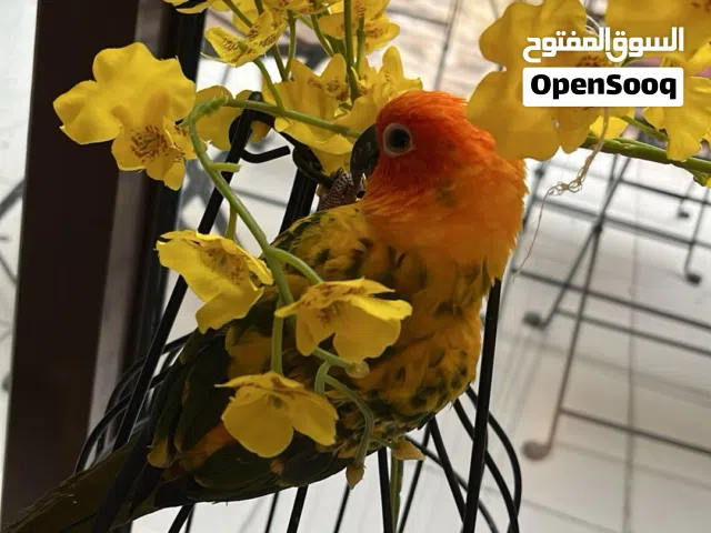 صن كنيور للبيع