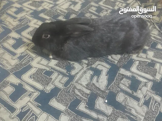 بيع ارنب في مخيم حطين