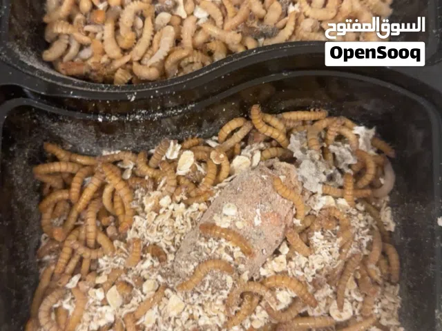 للبيع دود قبابي