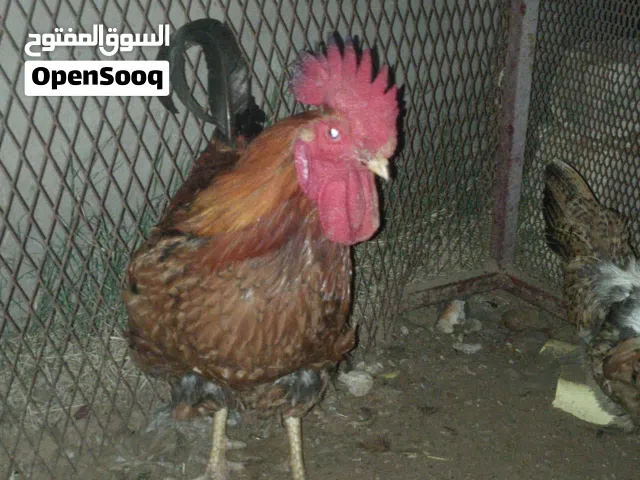 دجاجة وفروج