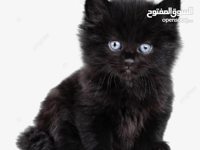 قطه شيرازي للبيع بسعر رمزي 15