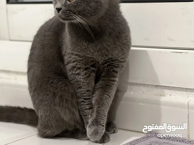 قط ذكر للتبني- Male cat for adoption