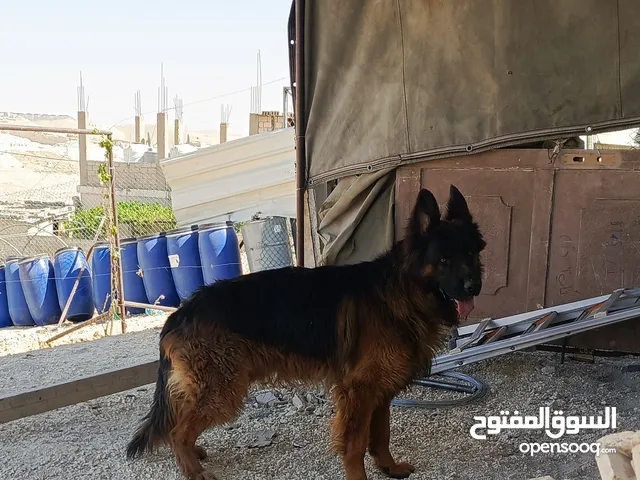 جيرمن شيبرد فل كلر مواصفات