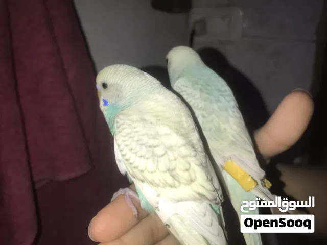 عصافير حب أليفين ابدل مع جوز كوكتيل عمرهم 56 يوم  سعر العصافير 30 واحد أنثى واحد ذكر شوف الوصف