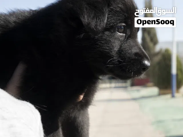 جـــــــــرو جــــــــيرمن شيبرد رويال بلاك وورك لاين.  مميز لعشّاق القوة والوفاء جميع اللقاحات