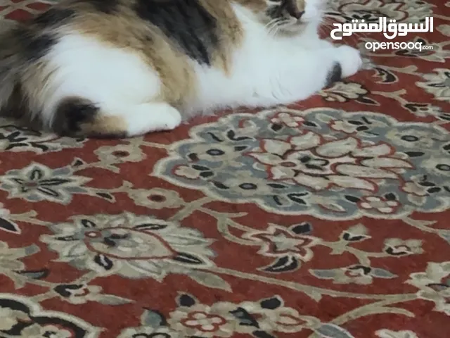 Persian Kitten for adoption