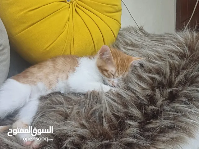 2 قطط ذكور للتبني