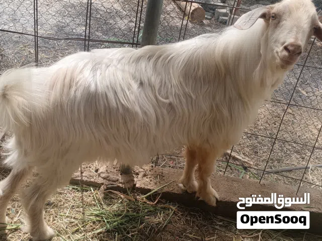 تيس عماني قابل للتفاوض