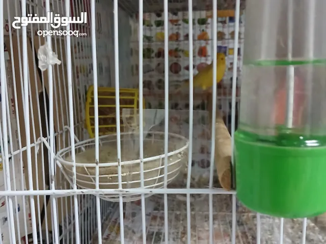 زوج كناري منتج  مع العش و  فرخ قابل للترويض و كامل الاكسسوارات و الاغراض و الذكر مغرد بطلاقة
