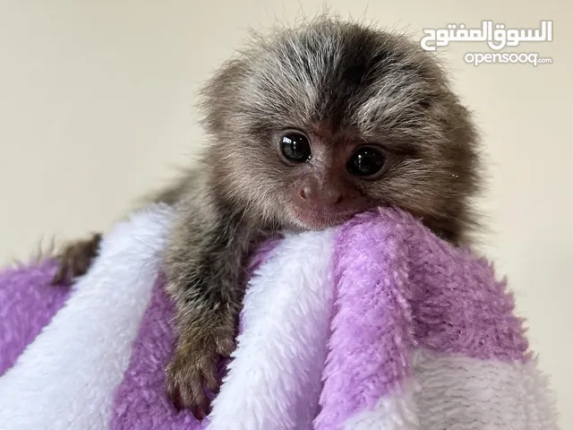 قرد مارموسيت جميل