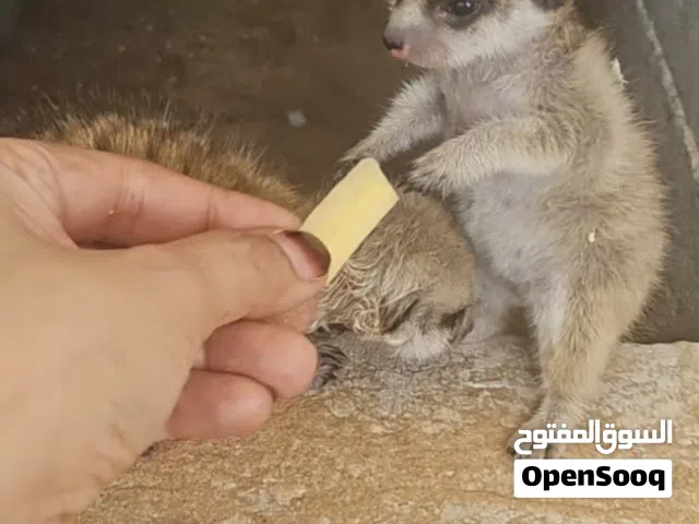 حيوان الميركات العمر شهر وبادي بالأكل والصحه ممتازه
