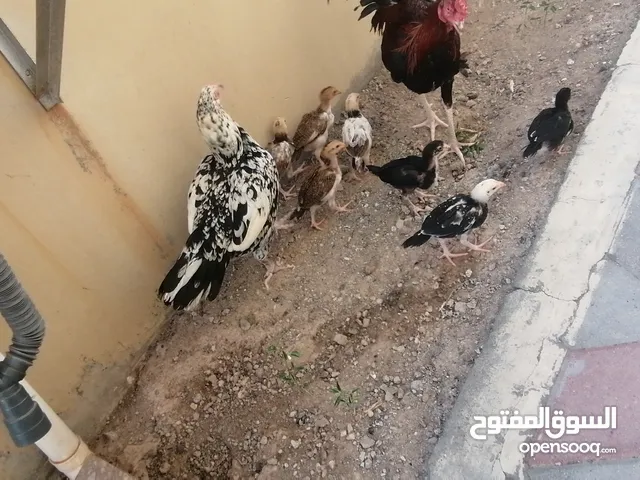 دجاجة باكستانية مع أولادها 7 مع الاب