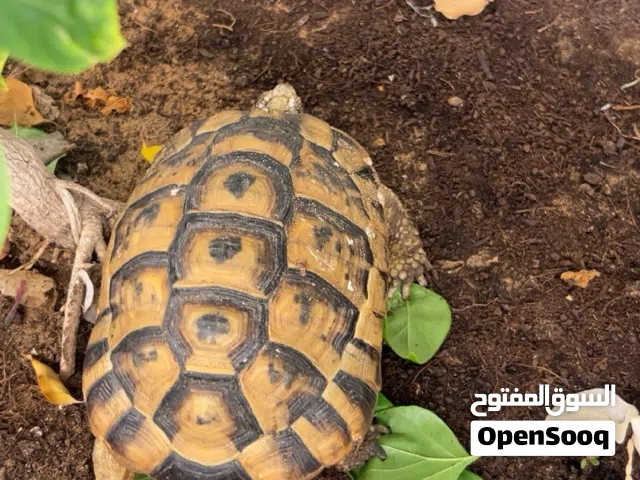 سلحفاه نوع افريقيه ما تعاني من اي شي