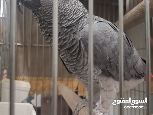 للبيع كاسكو يتكلم يقلد جميع الاصوات