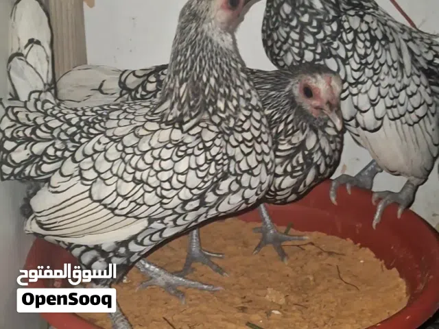 دجاج سبرايت أنيق درجة اولة اقرا وصف