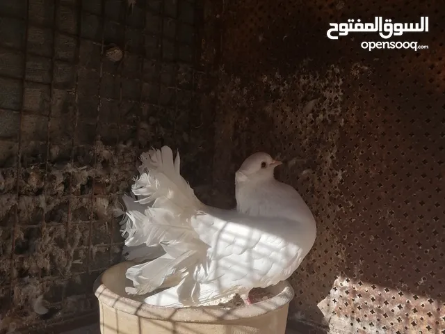 فحلين فحل هزاز الماني وفحل قلاب للبيع